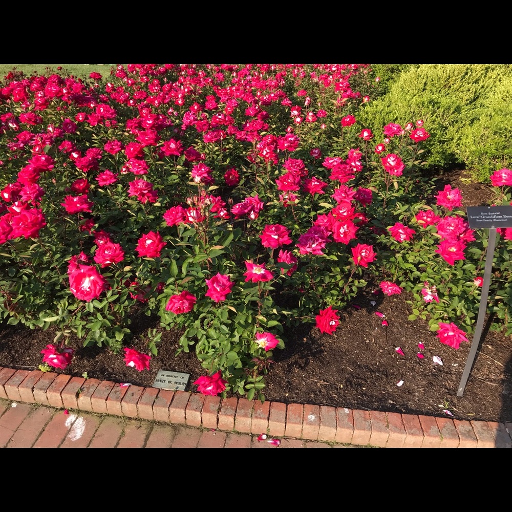 Meet your Posher, Hiba